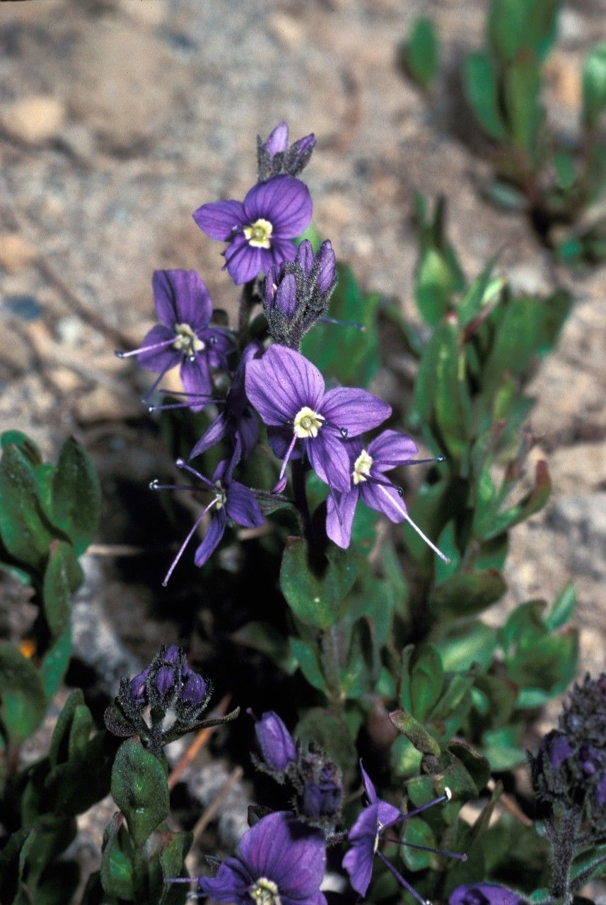 Veronica cusickii — houseplant care guide