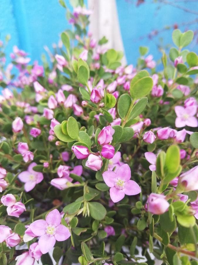 Boronia crenulata bark
