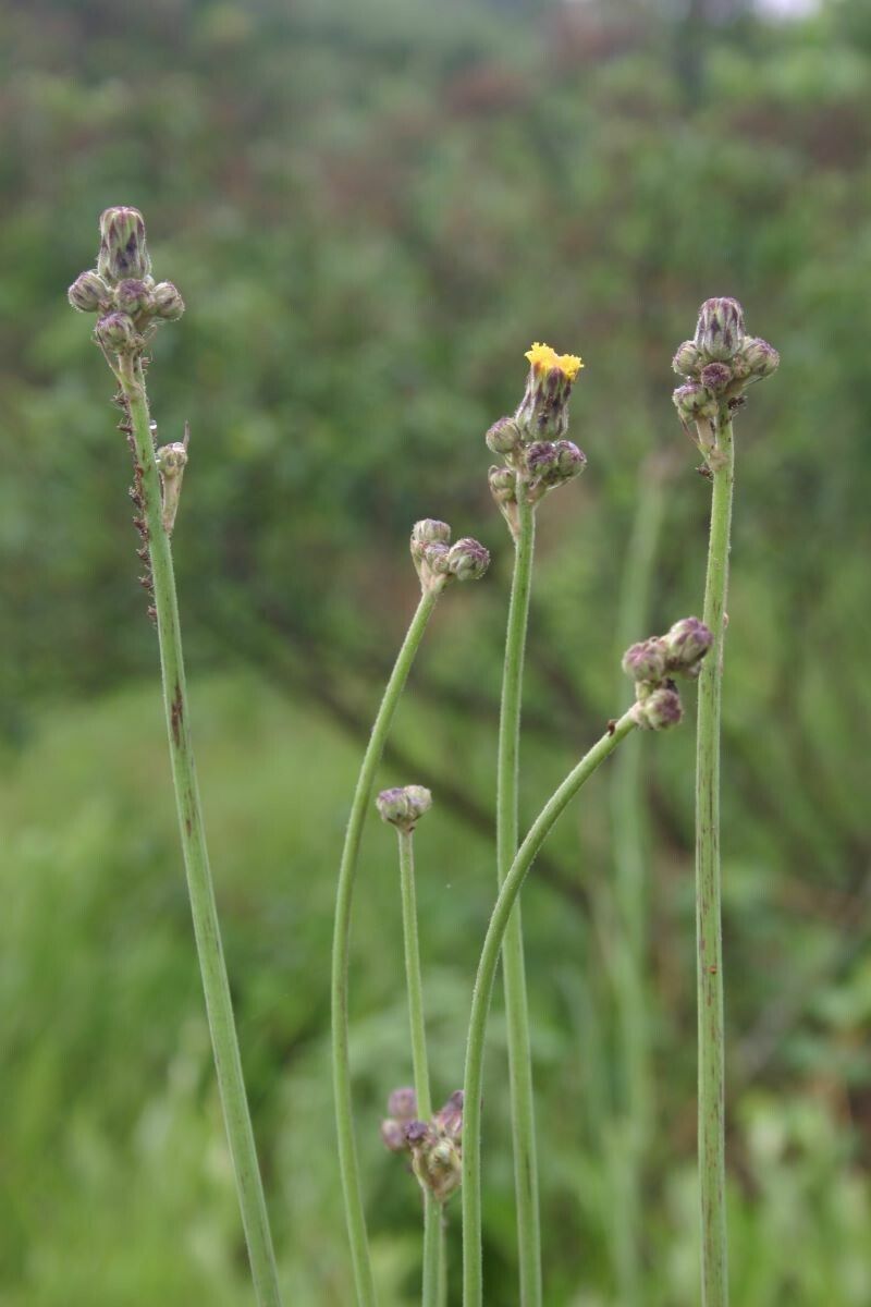 Sonchus schweinfurthii — houseplant care guide