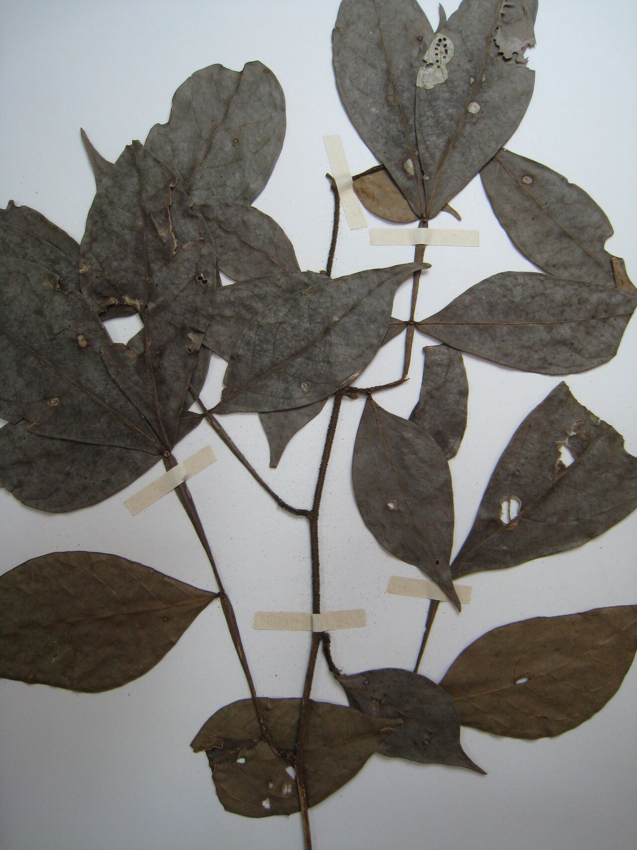 Inga auristellae other