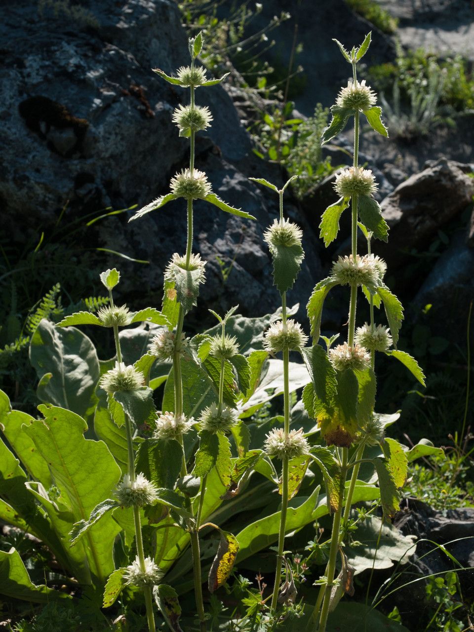 Marrubium friwaldskyanum habit