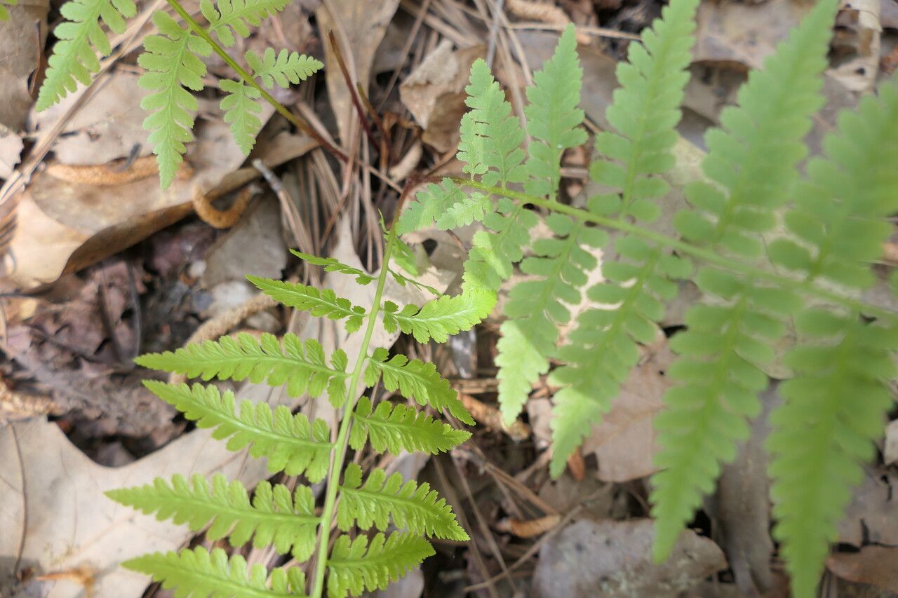 Athyrium asplenioides bark