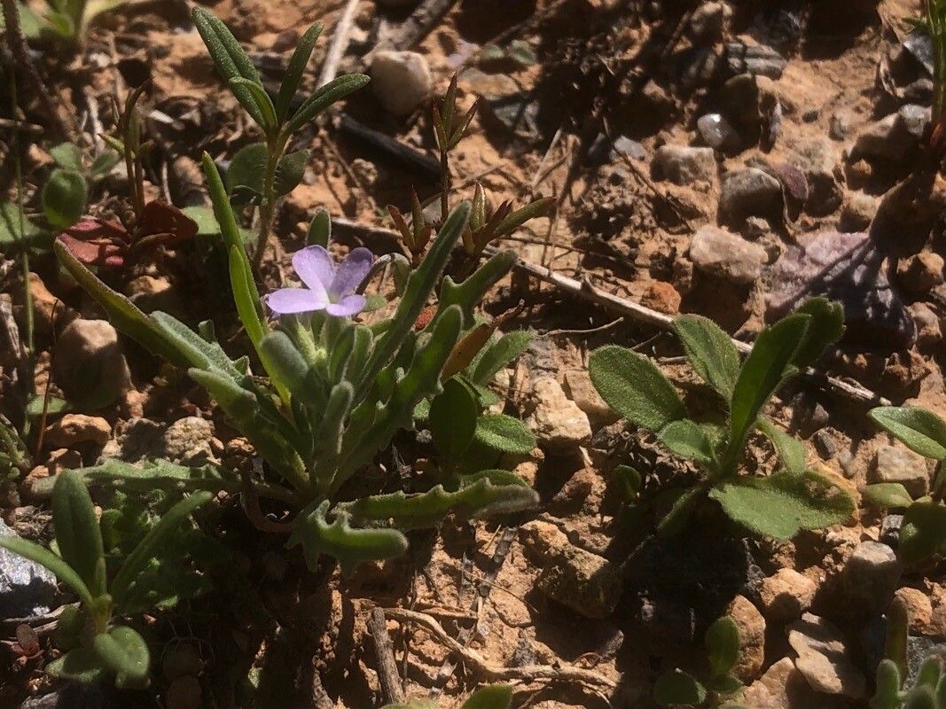 Matthiola parviflora flower
