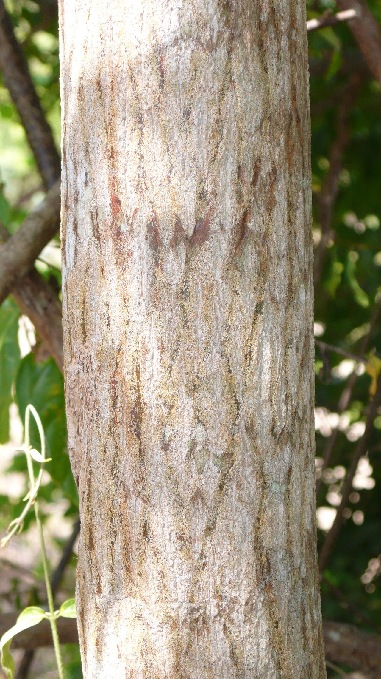 Poecilanthe ulei bark