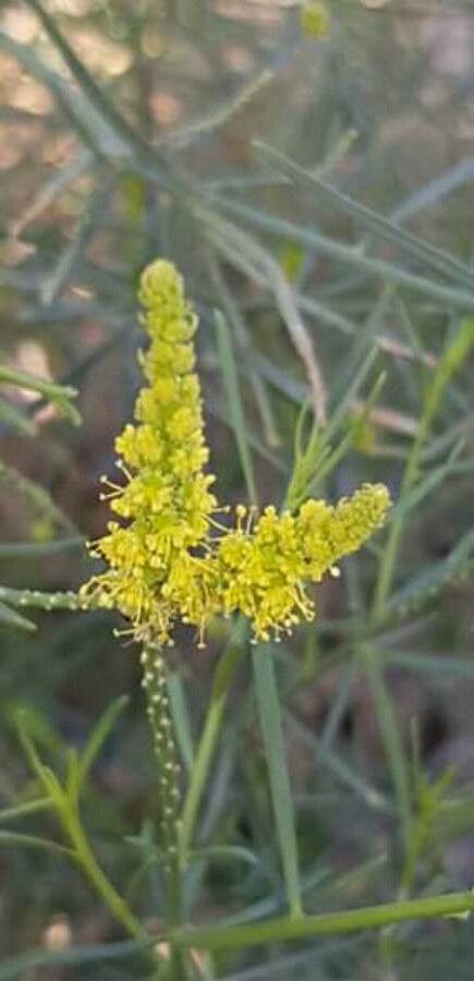 Ochradenus baccatus flower
