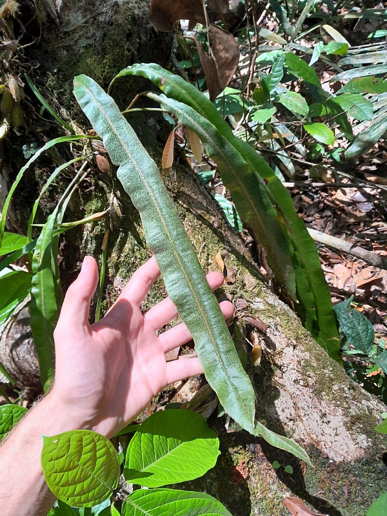 Elaphoglossum laminarioides — houseplant care guide