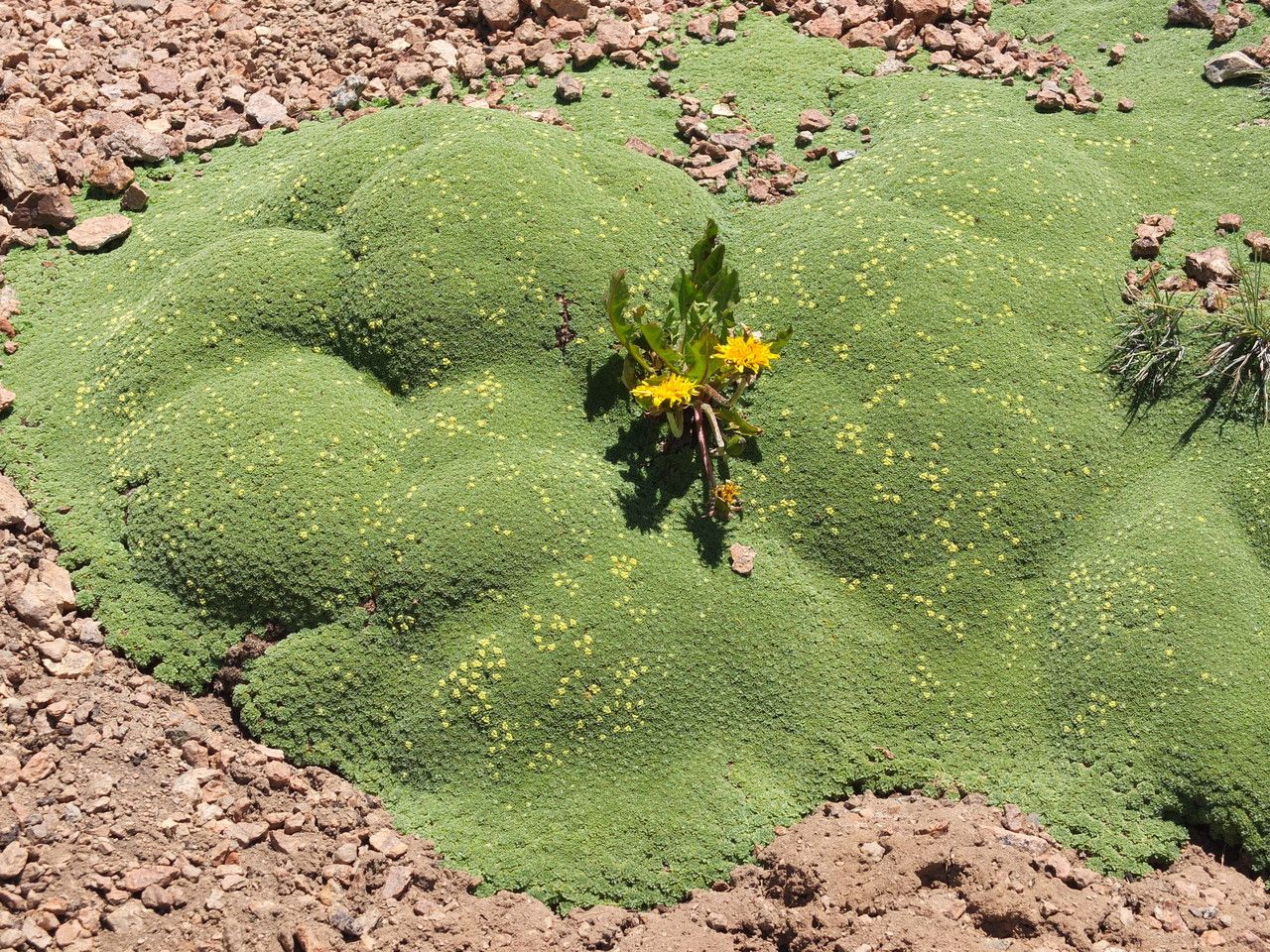 Azorella madreporica habit
