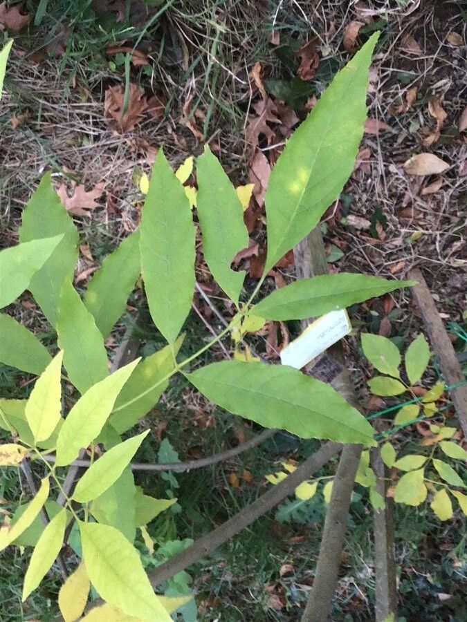 Fraxinus caroliniana