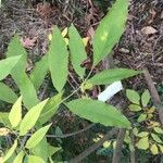 Fraxinus caroliniana