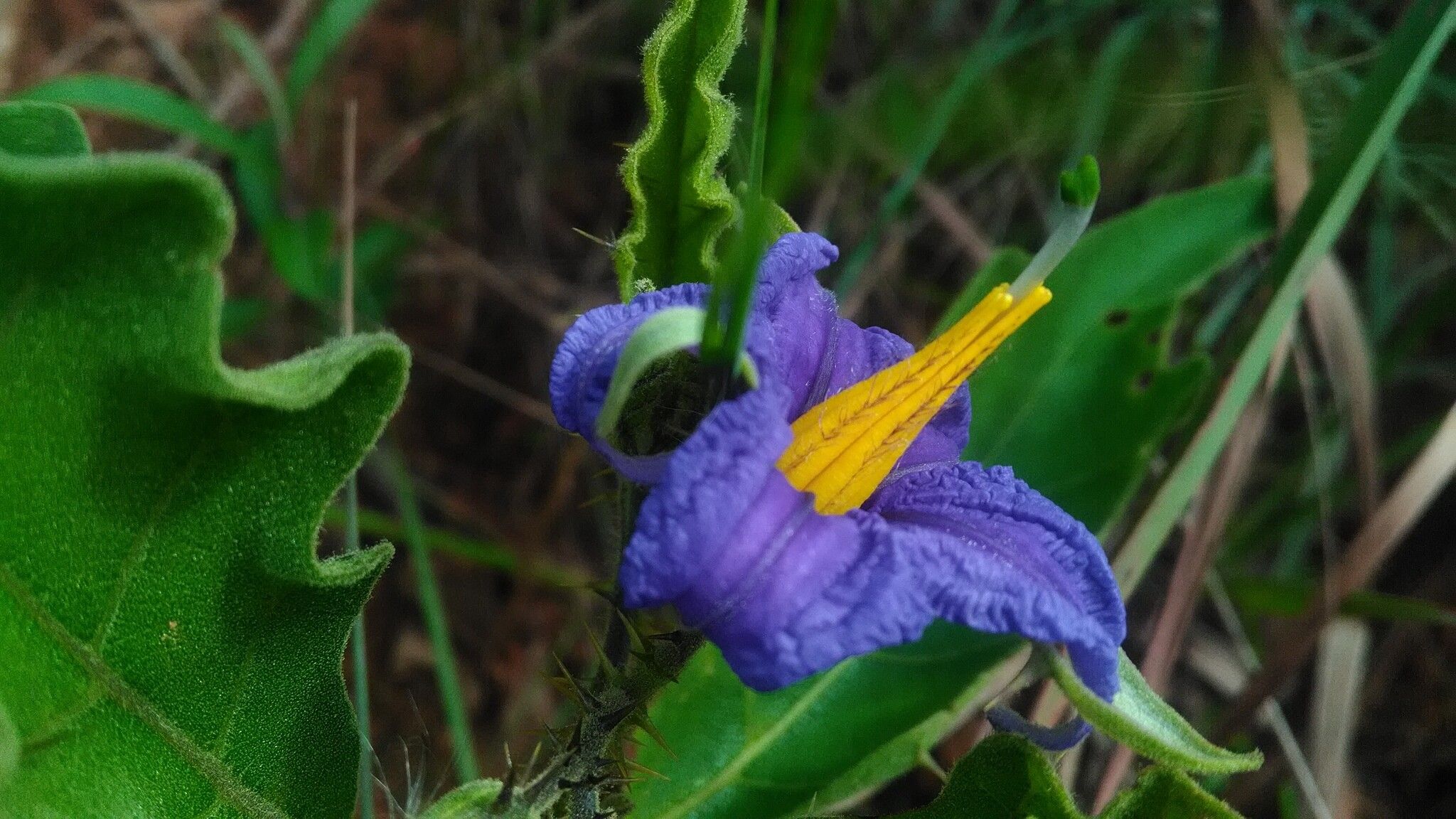 Solanum medusae flower
