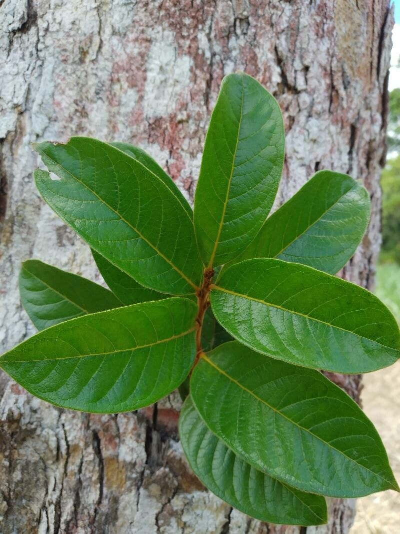 Hirtella americana — related species from the same genus