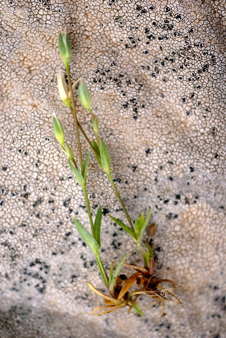 Moenchia erecta habit