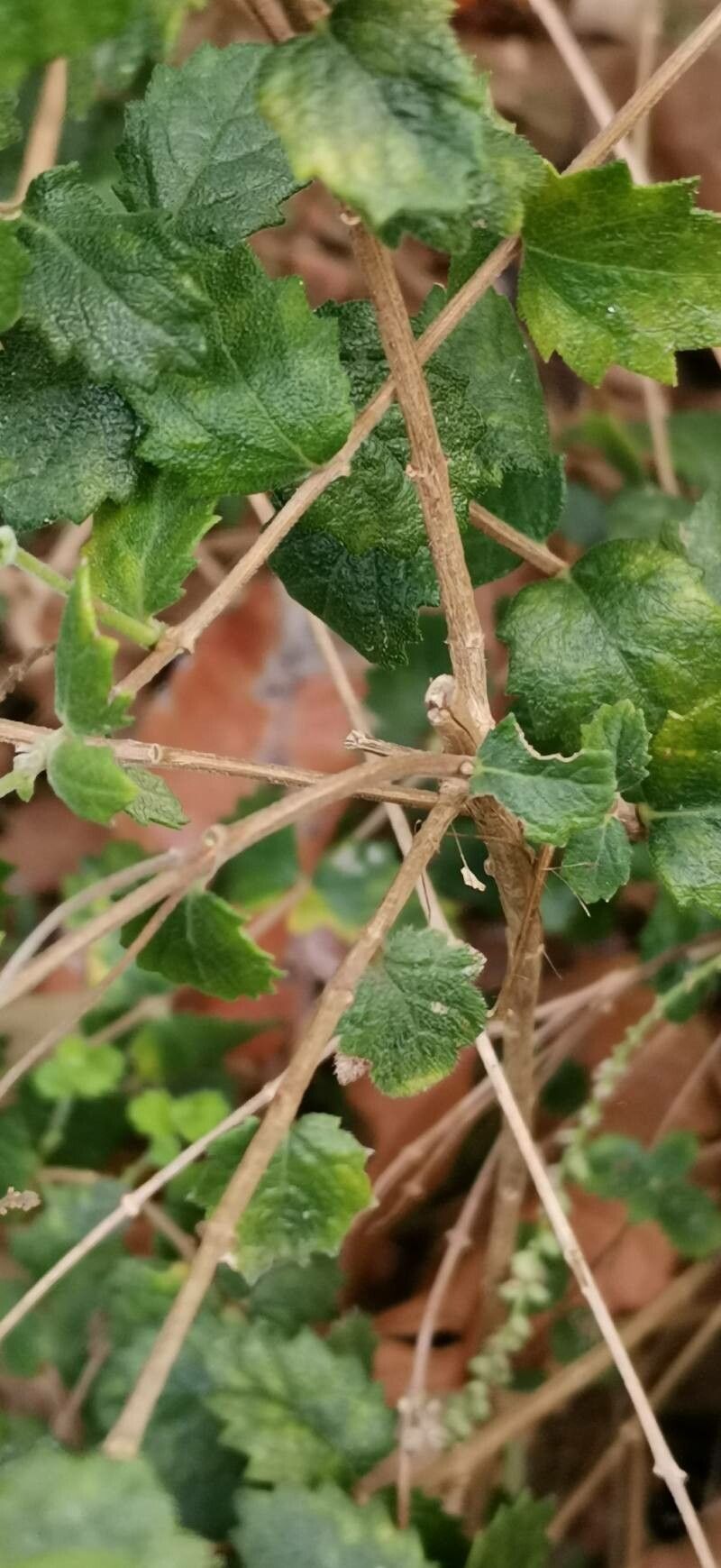 Aloysia chamaedryfolia bark