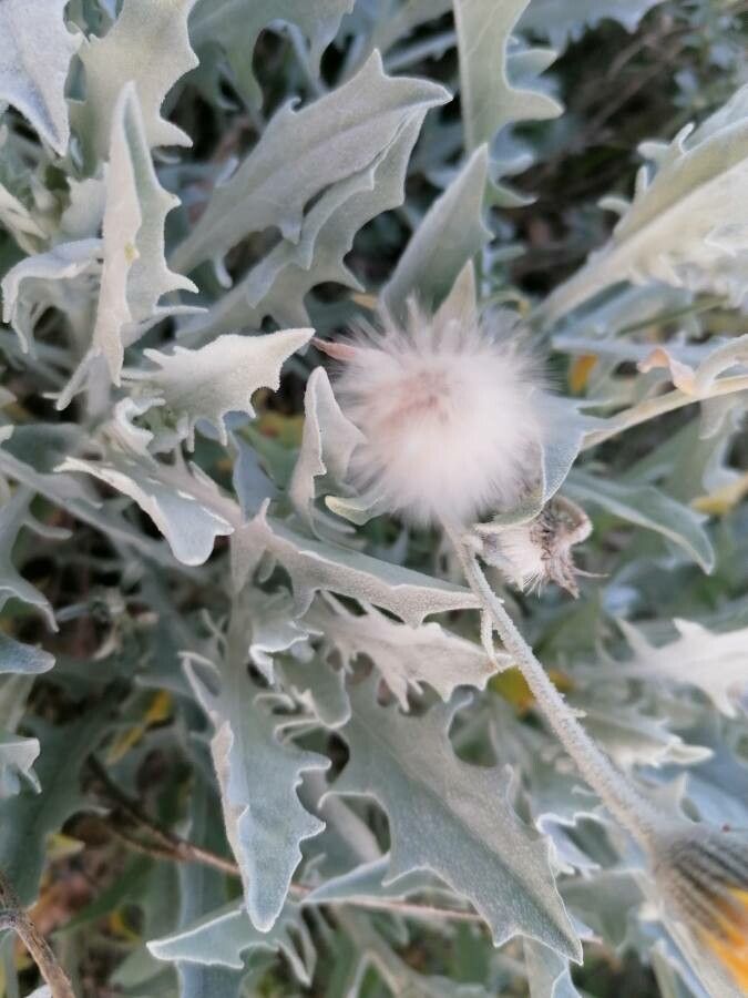 Andryala ragusina fruit