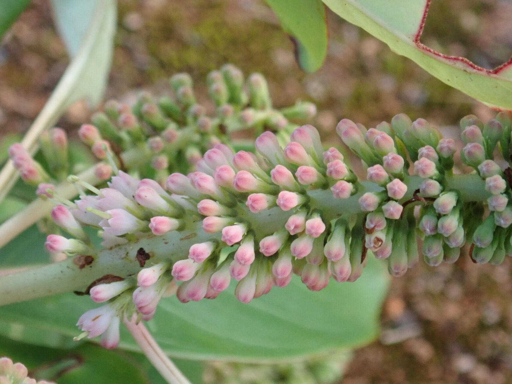 Hymenodictyon biafranum flower