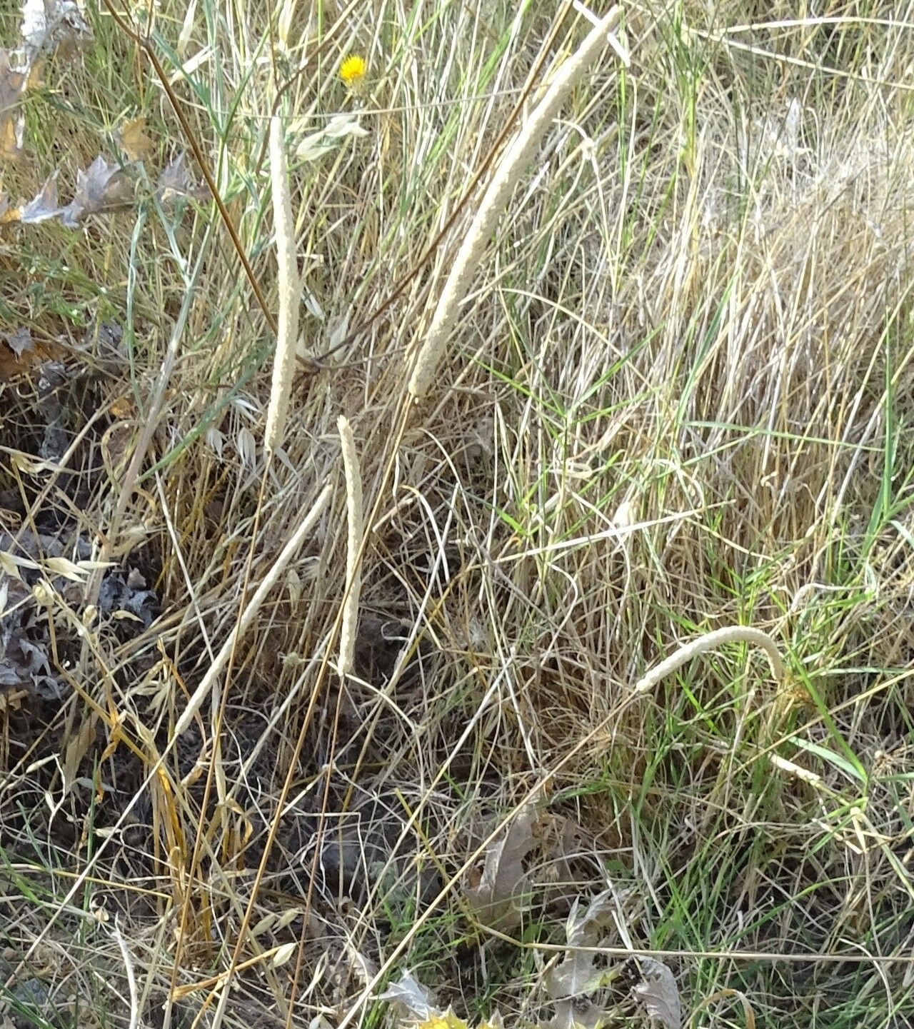 Phleum subulatum other