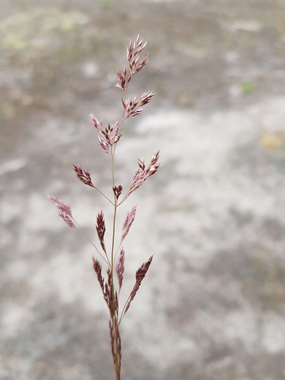 Agrostis vinealis flower