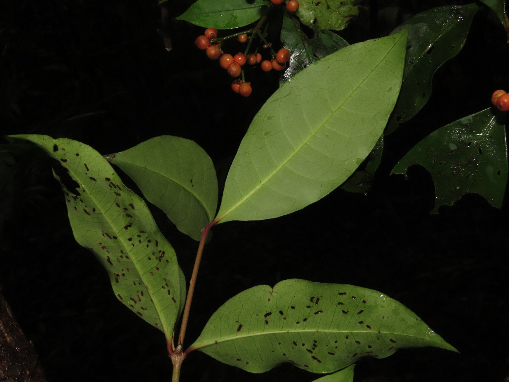 Ixora nicaraguensis leaf
