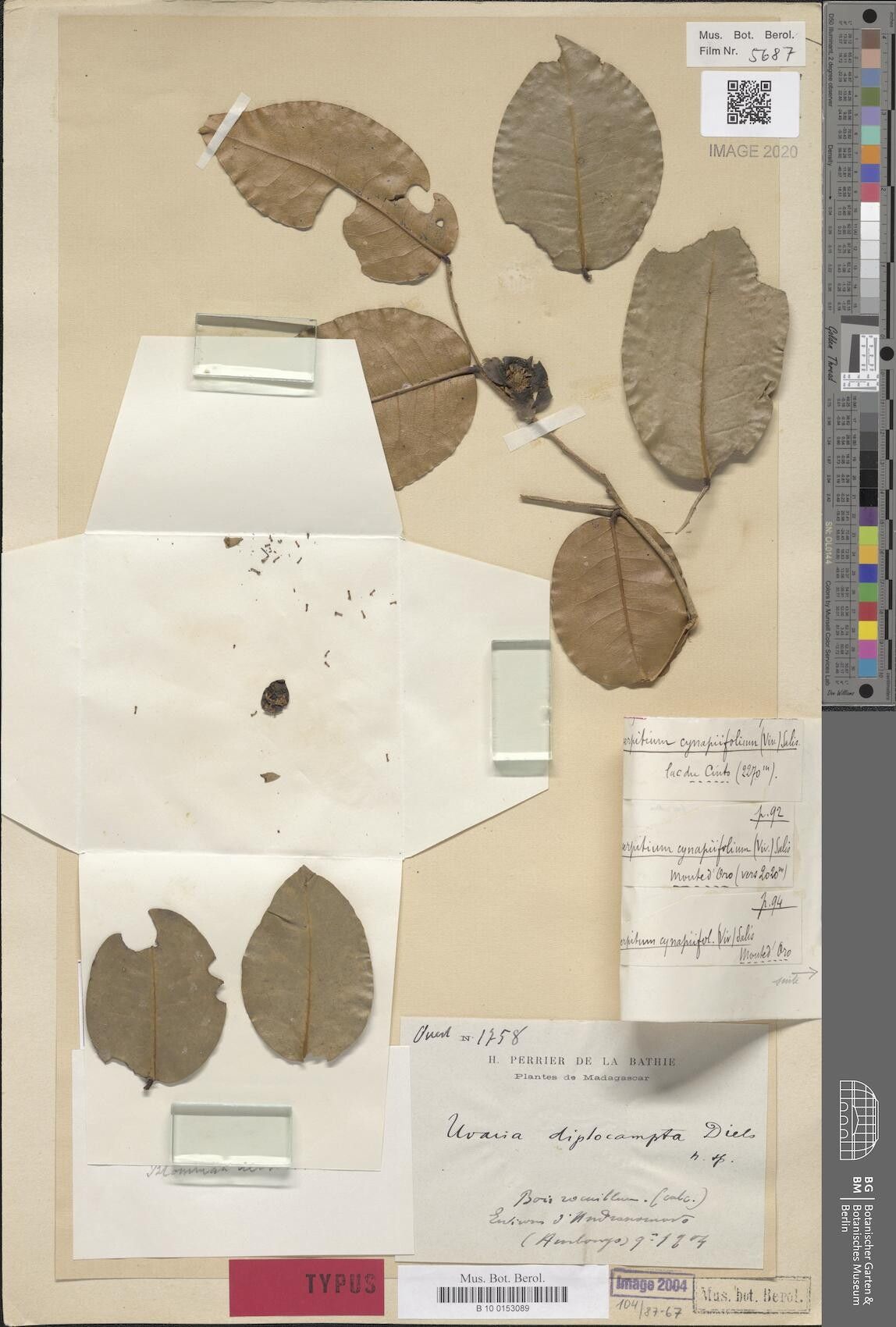 Uvaria diplocampta — houseplant care guide