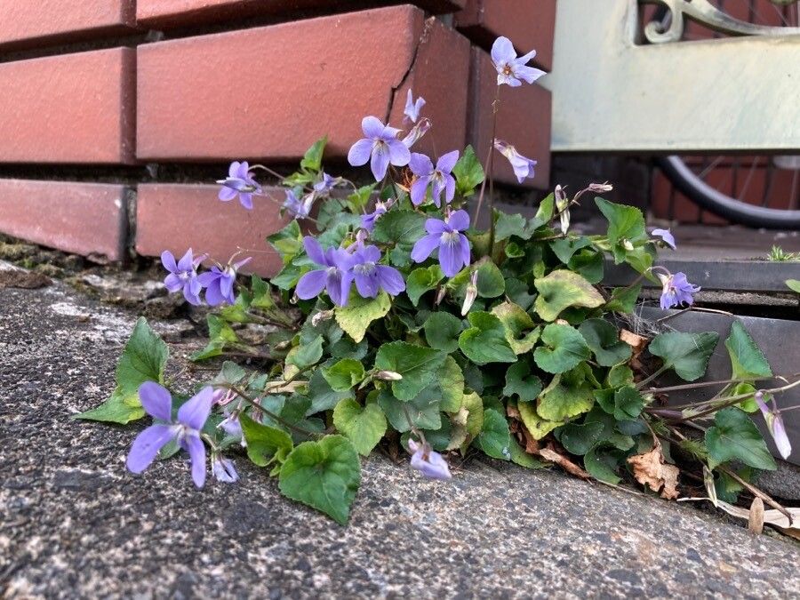 Viola grypoceras habit
