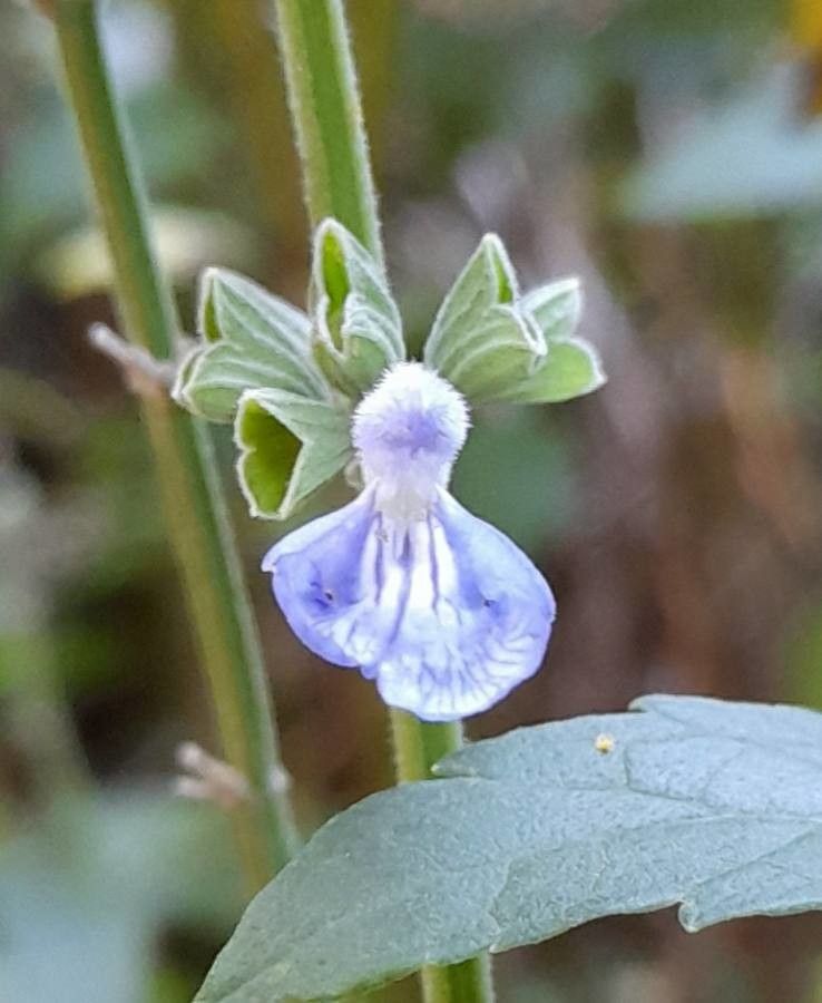Salvia pallida — houseplant care guide