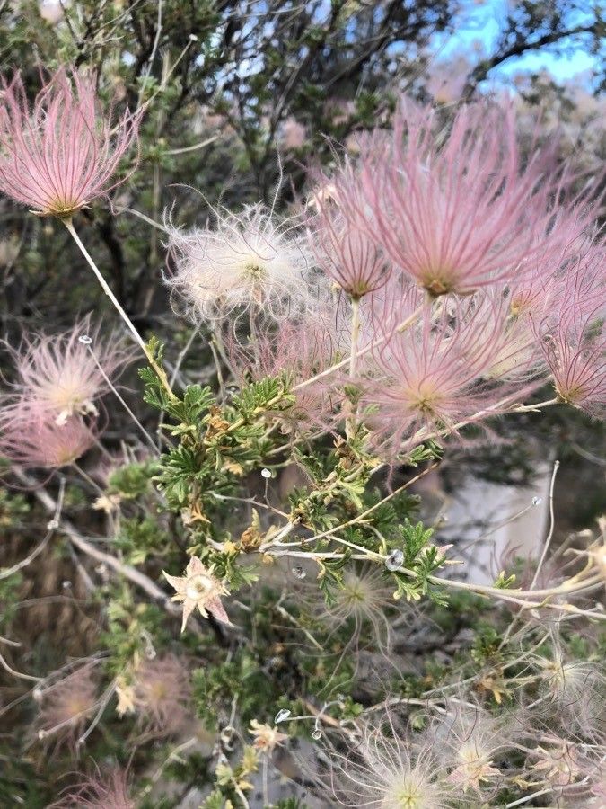 Fallugia paradoxa leaf