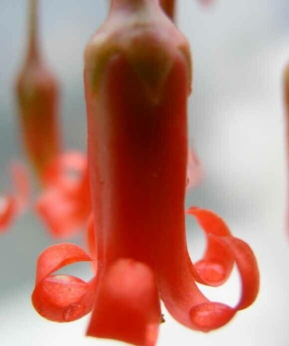 Cotyledon adscendens flower