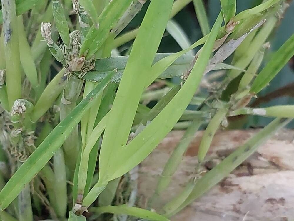 Scaphyglottis fasciculata leaf