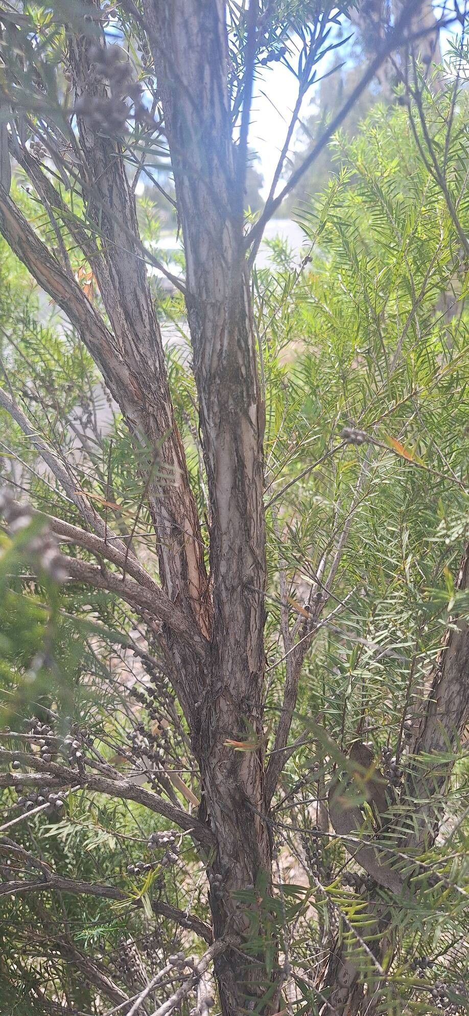 Melaleuca linophylla bark