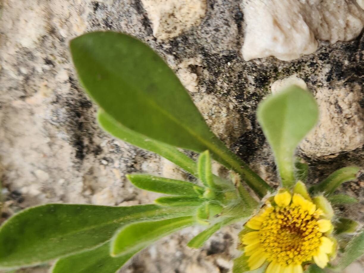 Pallenis hierichuntica — related species from the same genus