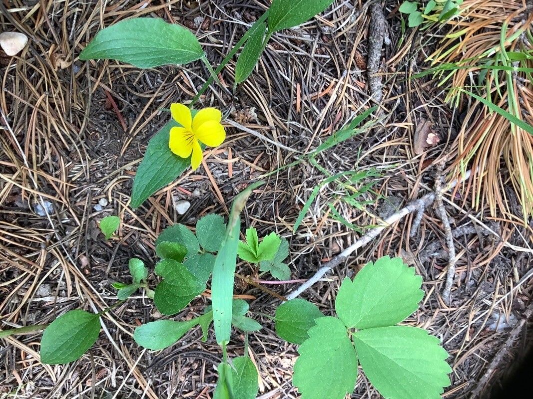 Viola lobata flower
