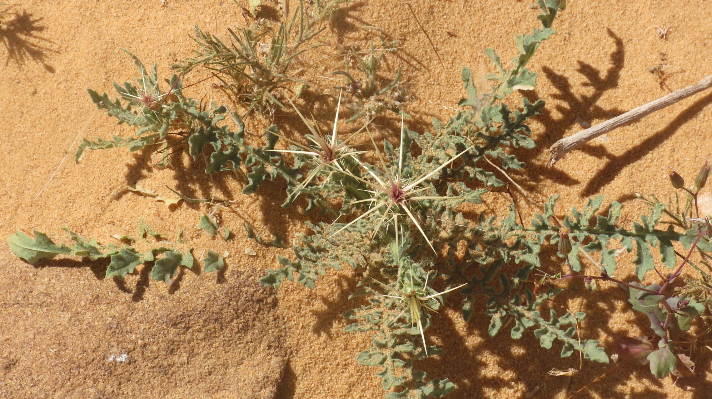 Centaurea sinaica — houseplant care guide