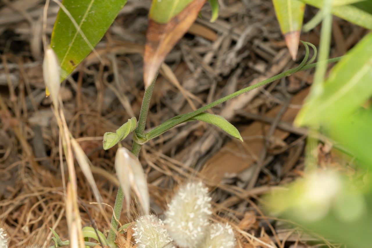 Silene echinospermoides — houseplant care guide