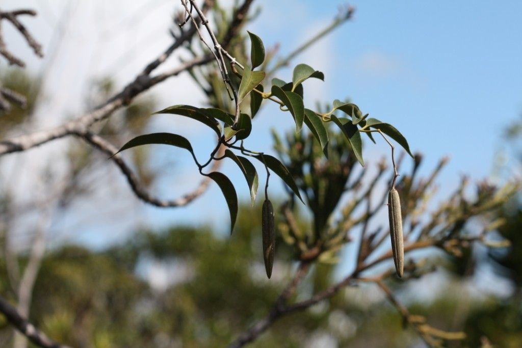 Parsonsia effusa — houseplant care guide