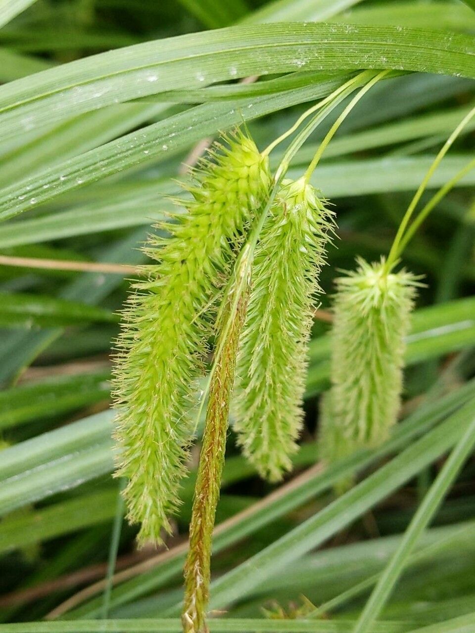 Carex pseudocyperus flower