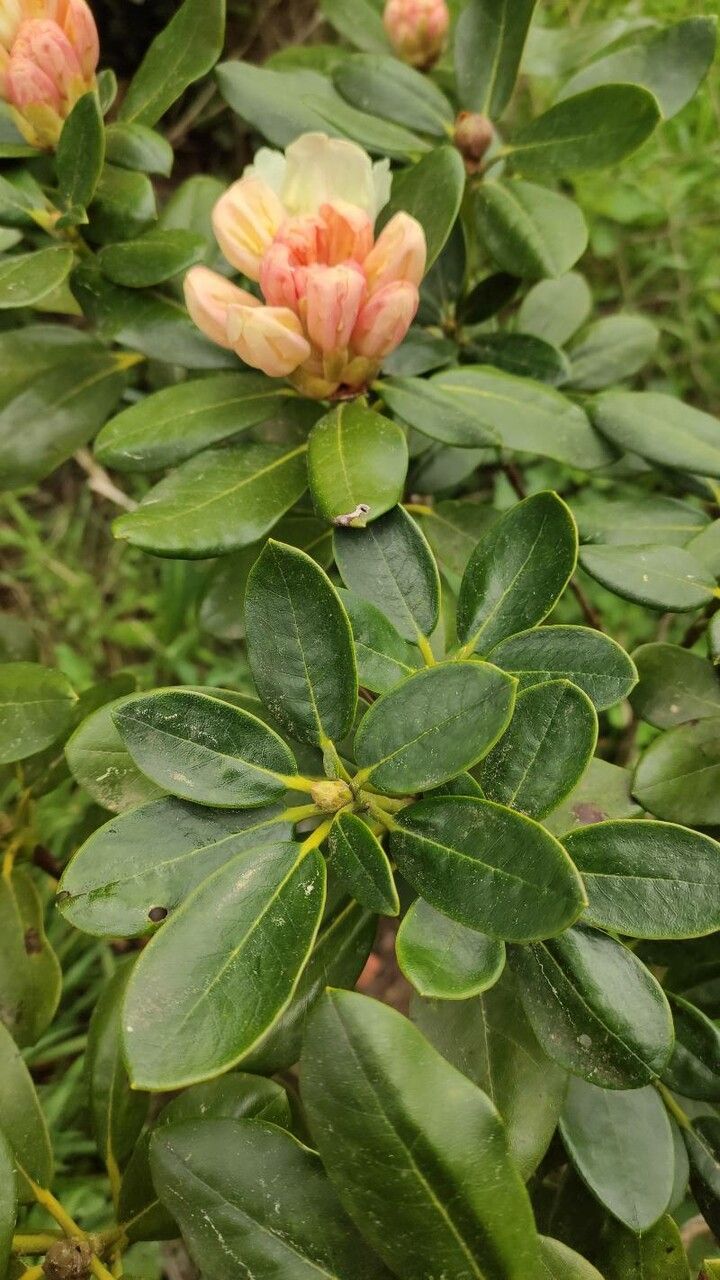 Rhododendron aureum — search result for 'Rhododendron'
