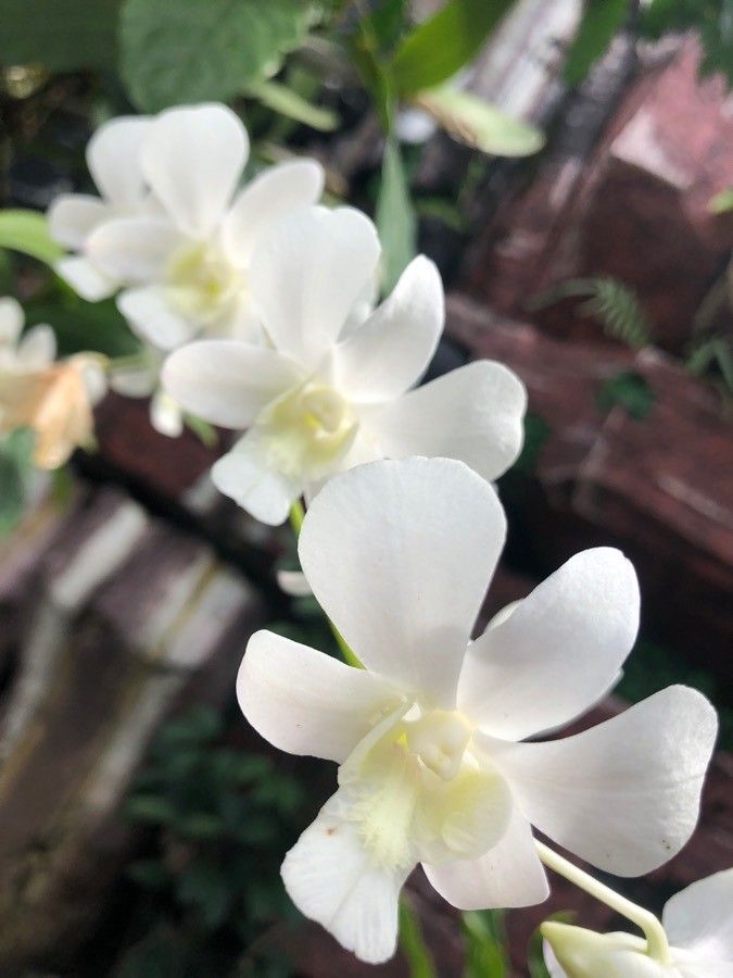 Excoecaria cochinchinensis flower