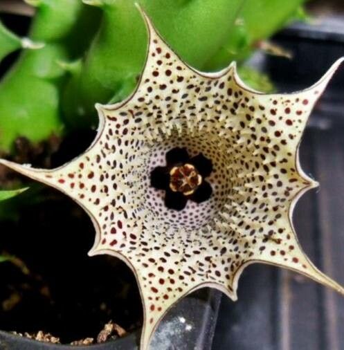 Huernia concinna
