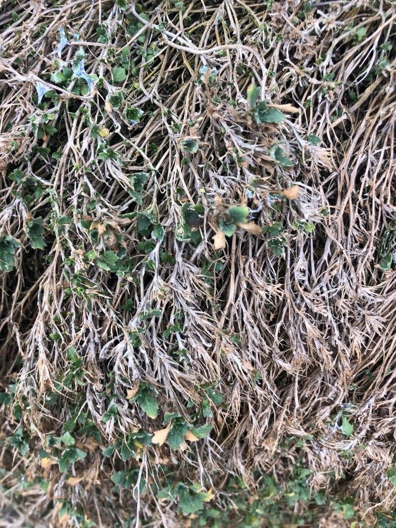 Aubrieta intermedia — related species from the same genus