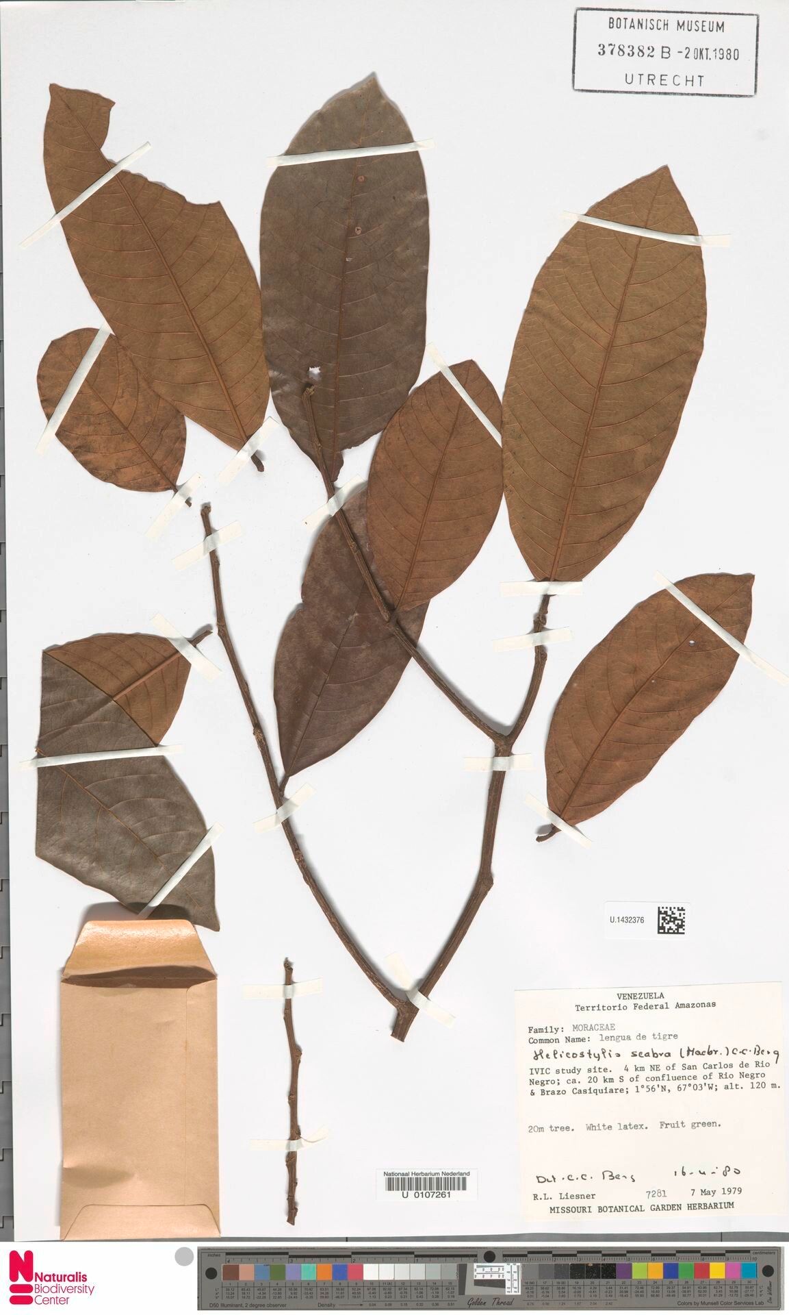 Helicostylis scabra — related species from the same genus