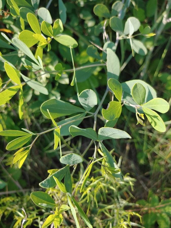 Baptisia alba
