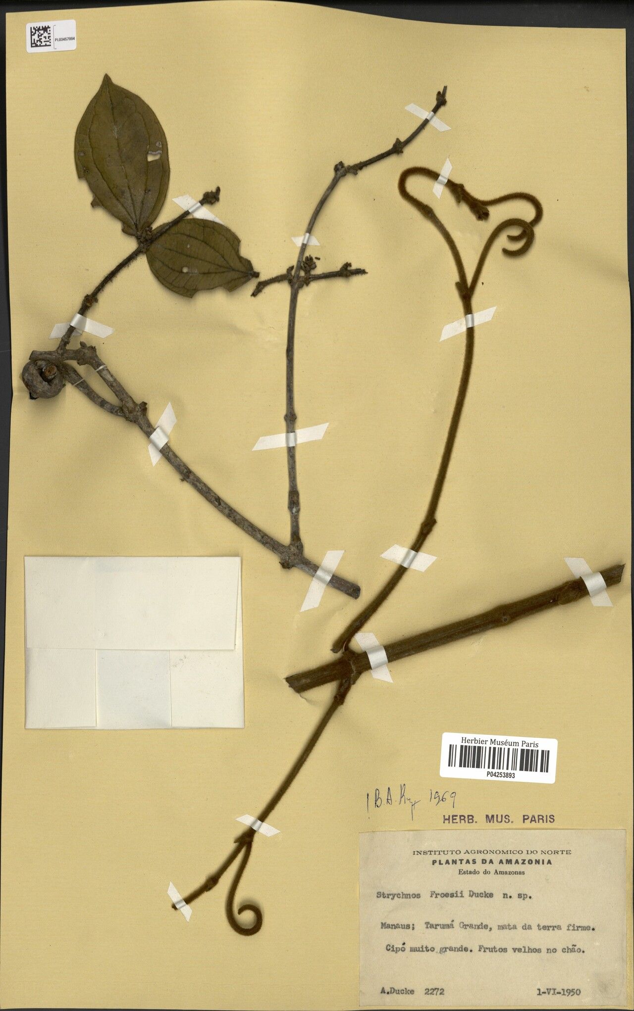 Strychnos froesii — houseplant care guide