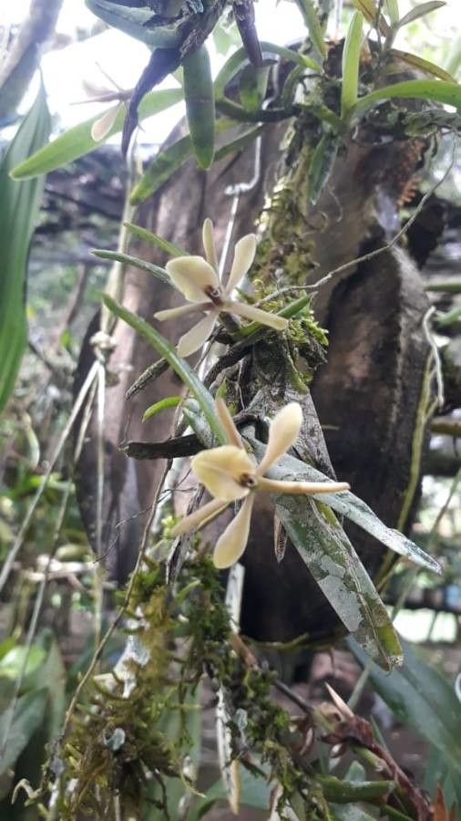 Epidendrum acunae