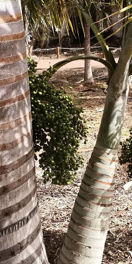 Pseudophoenix vinifera fruit