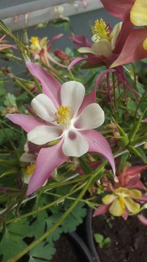Aquilegia pubescens flower