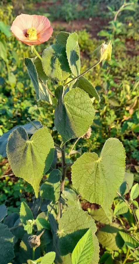 Abutilon pauciflorum habit