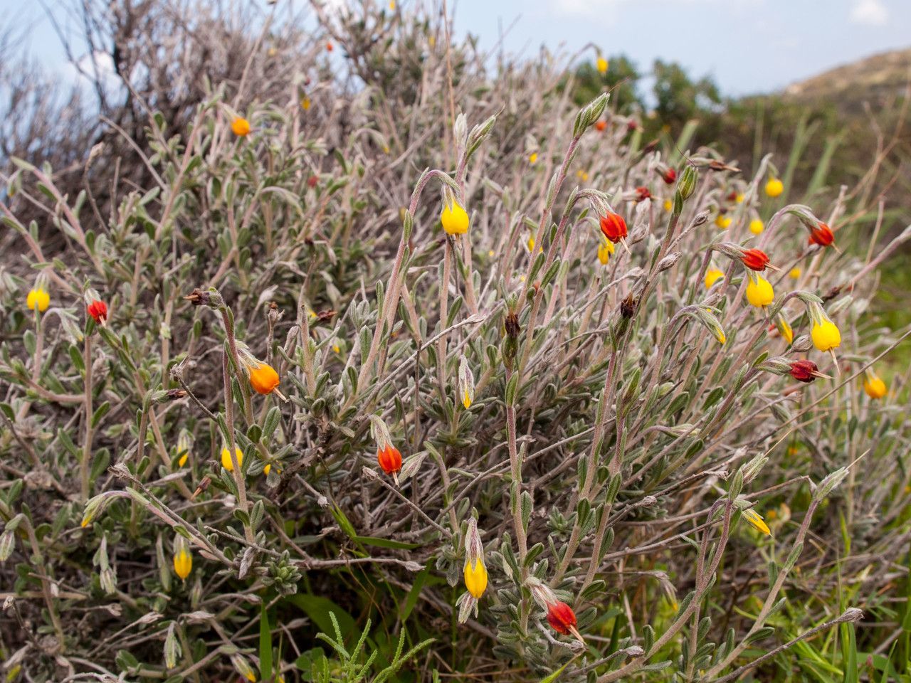 Onosma frutescens habit