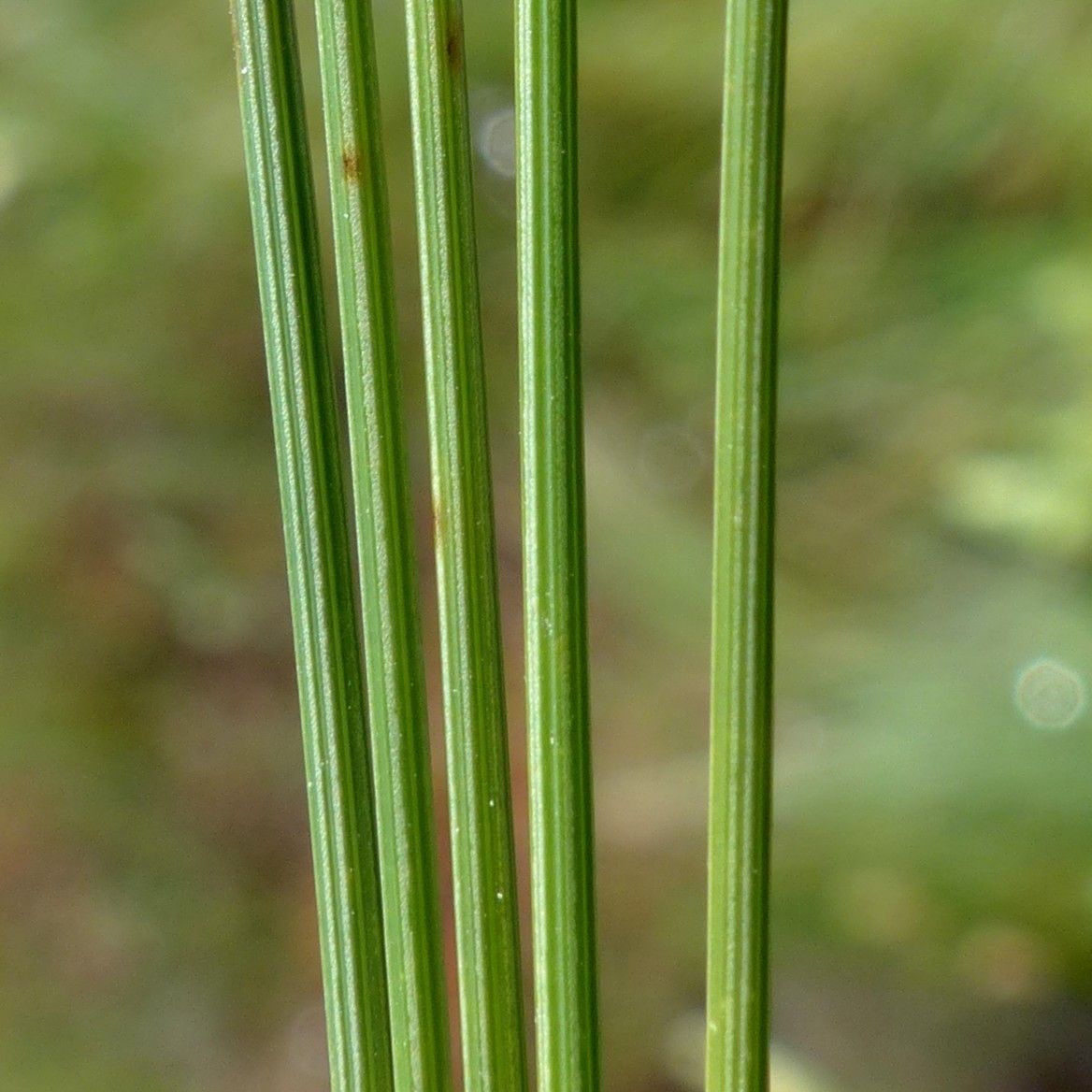 Trichophorum alpinum