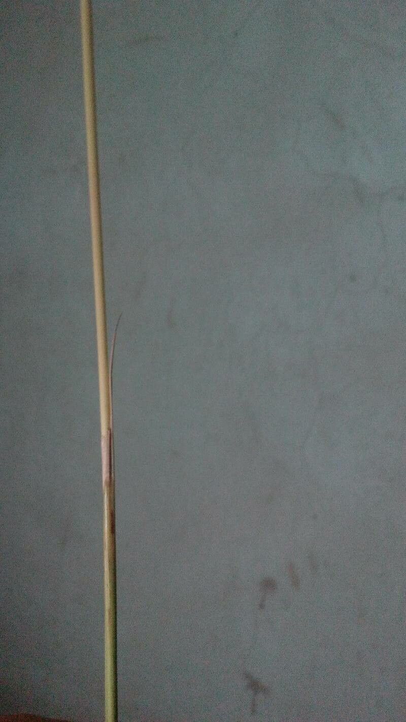 Chrysopogon zizanioides bark