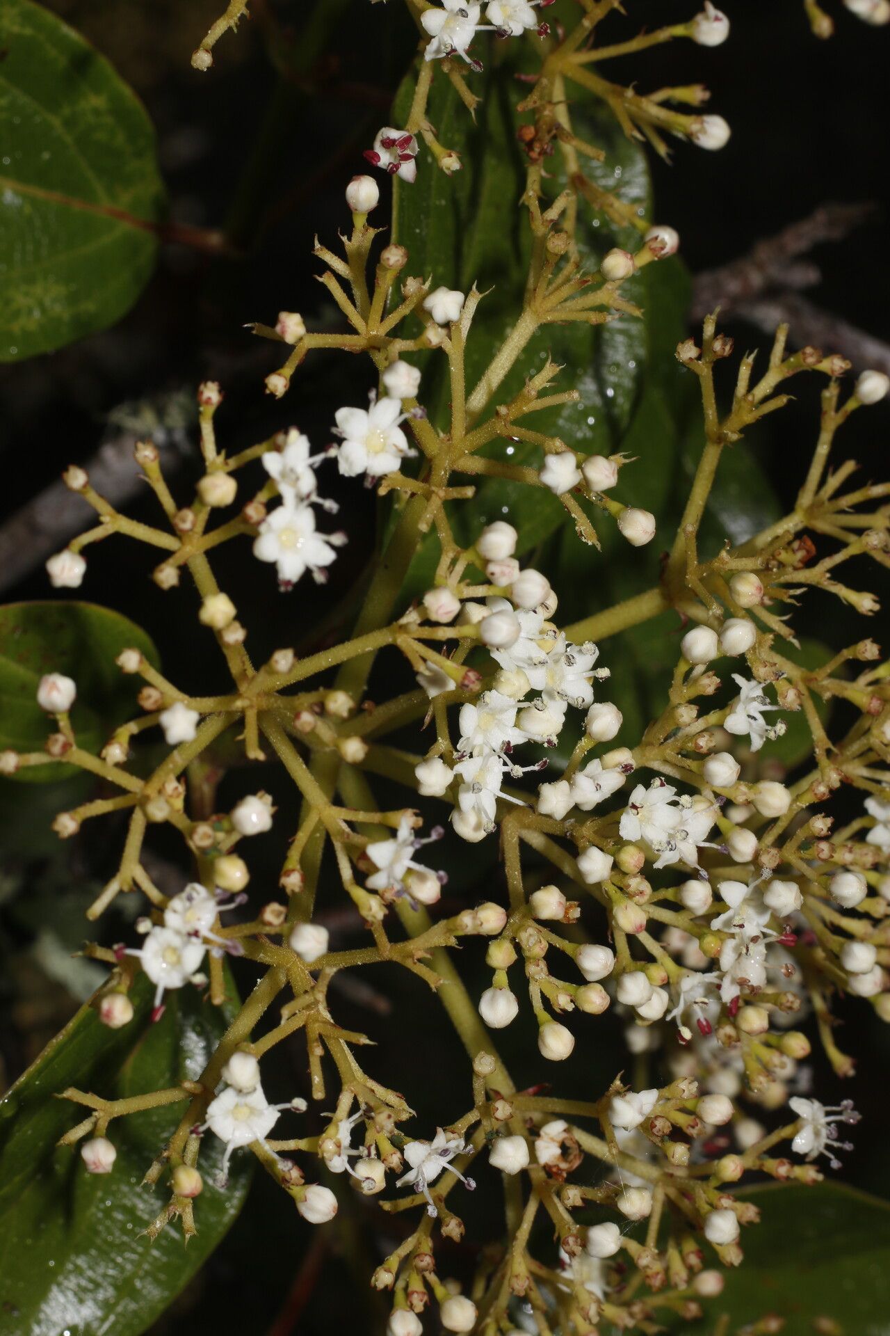 Viburnum venustum habit